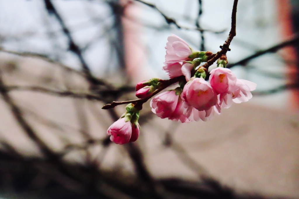 New blossom, 11/2/22