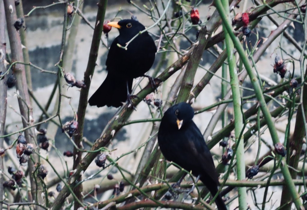 Two blackbirds, 3/2/22