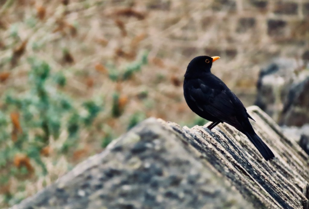 Blackbird on wall, 28/3/22