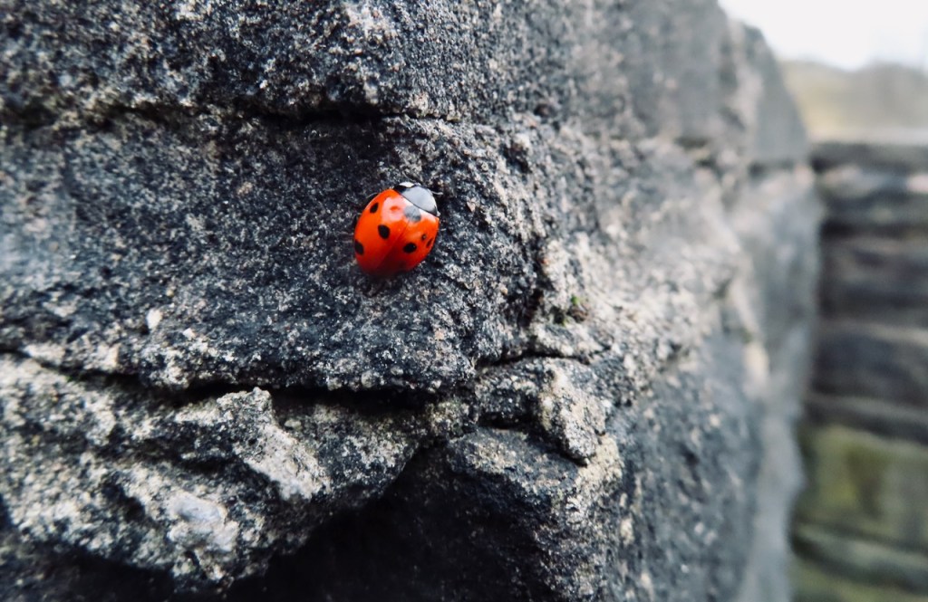 Ladybird on wall, 10/3/22