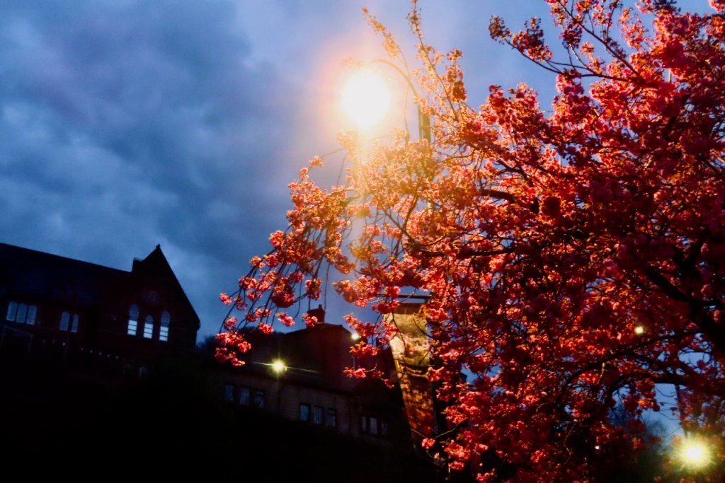 Evening blossom, 17/4/22