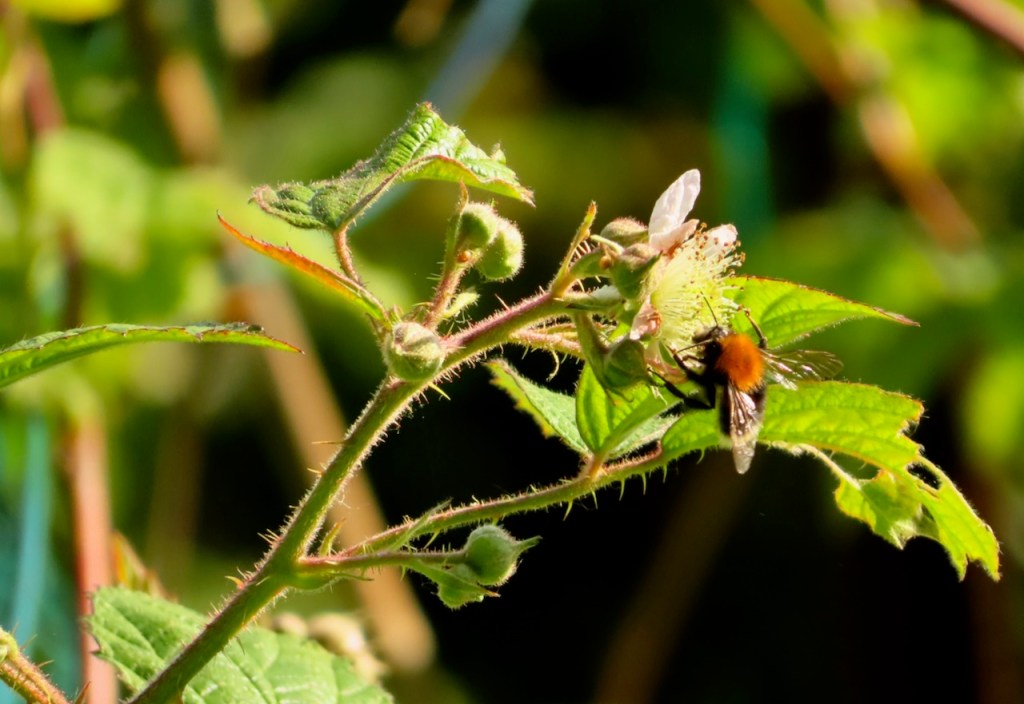 Bee on loganberries, 14/6/22