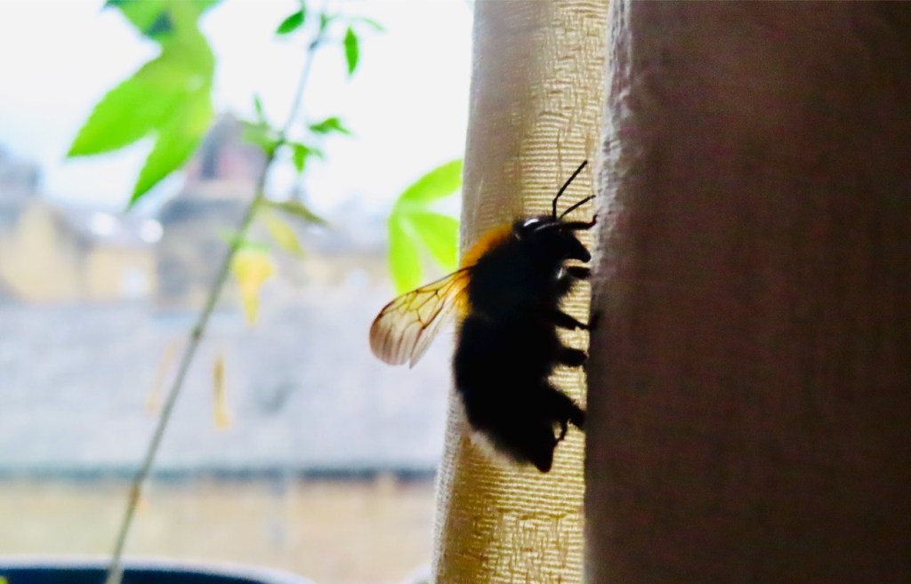 Bumblebee indoors, 1/6/22