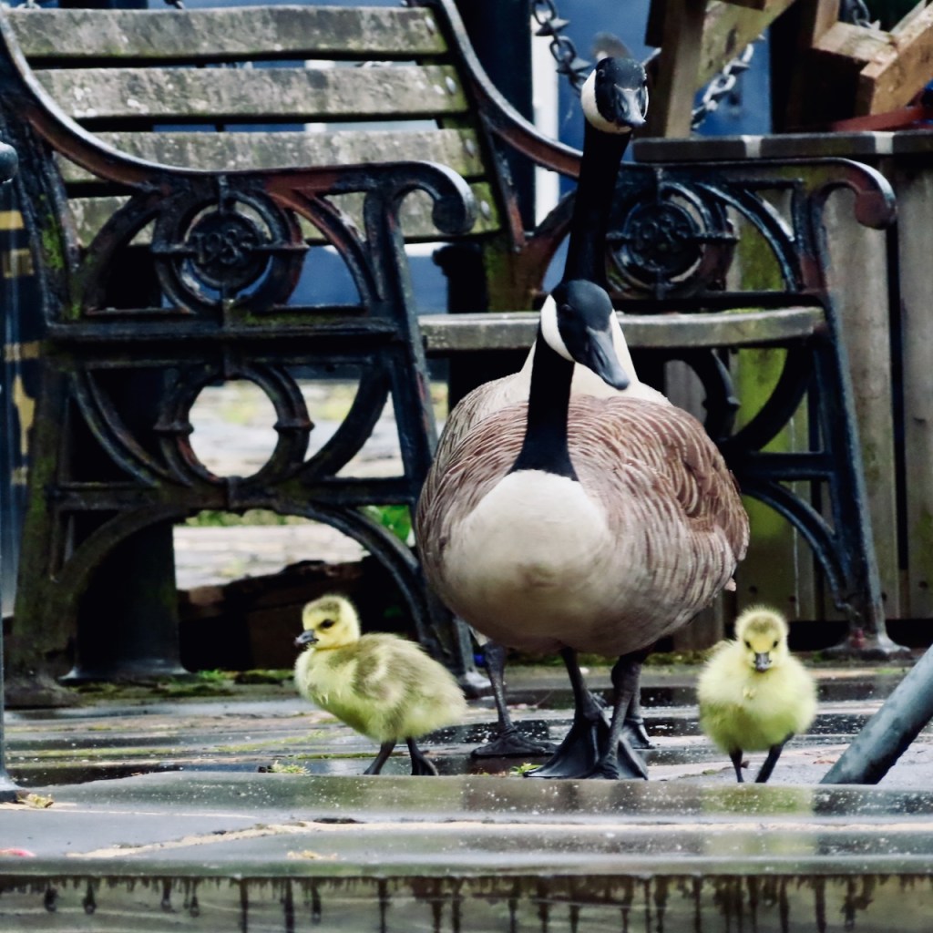 Goose family, 5/6/22