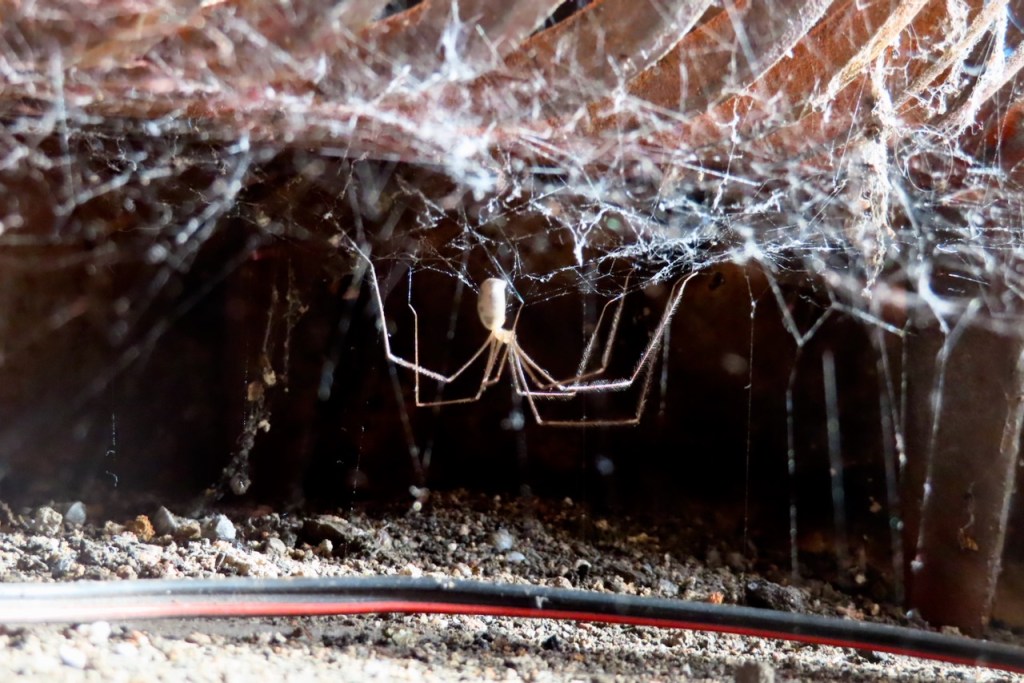 Spider on grate, 2/6/22