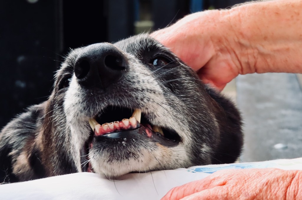 Ben the dog, 27/7/22