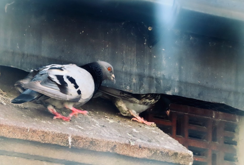 Fearful fledgling, 5/8/22