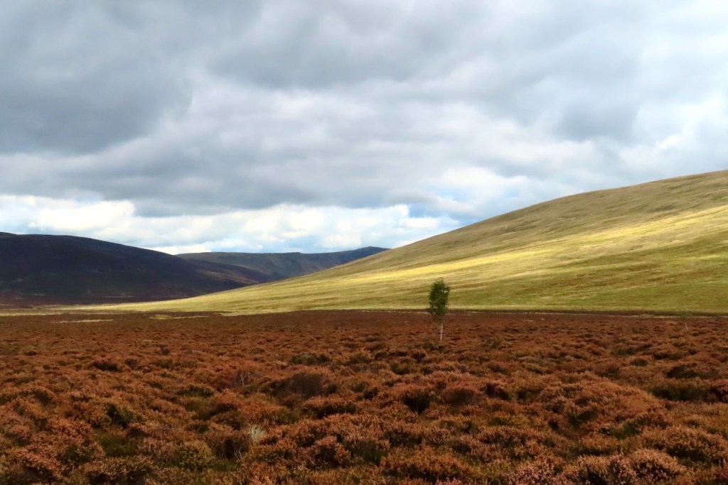 Skiddaw Forest, 21/9/22