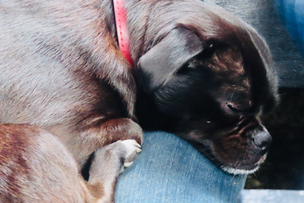 Thora the mogwai, 25/10/22