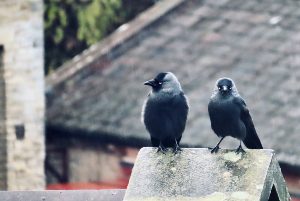 Two jackdaws, 27/10/22