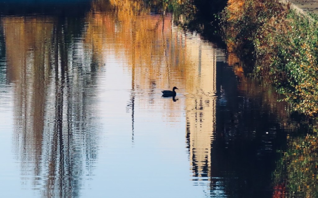 Duck on canal, 12/11/22