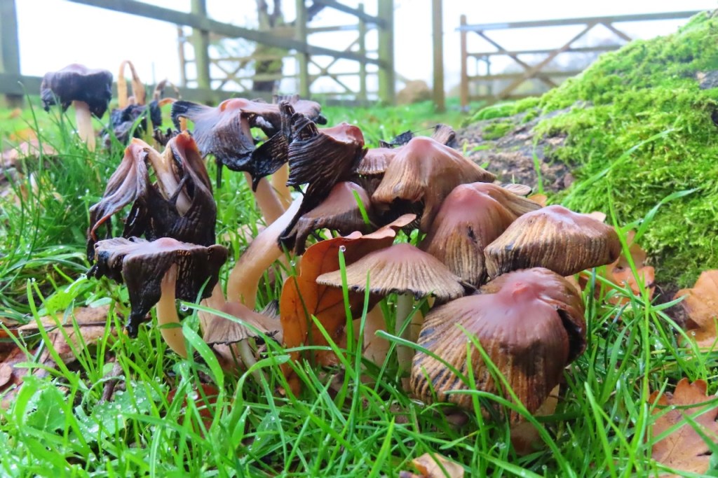 Fungus field, 27/11/22