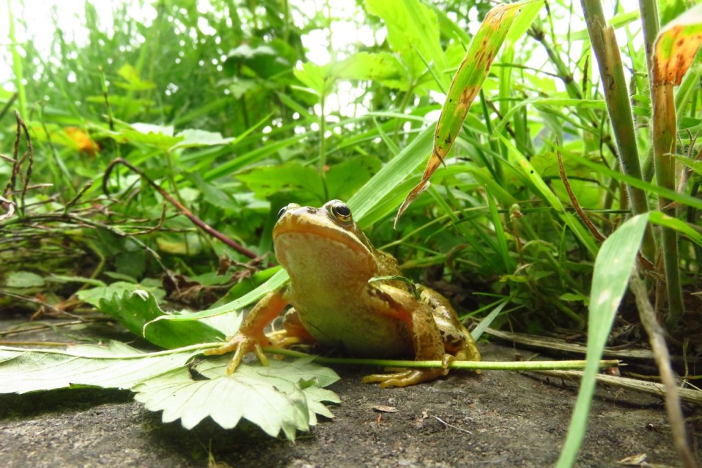 Allotment visitor, 30/6/16