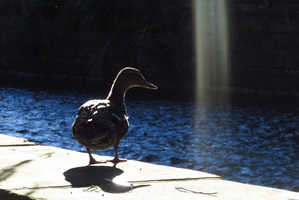 By Hebden Water, 29/8/16