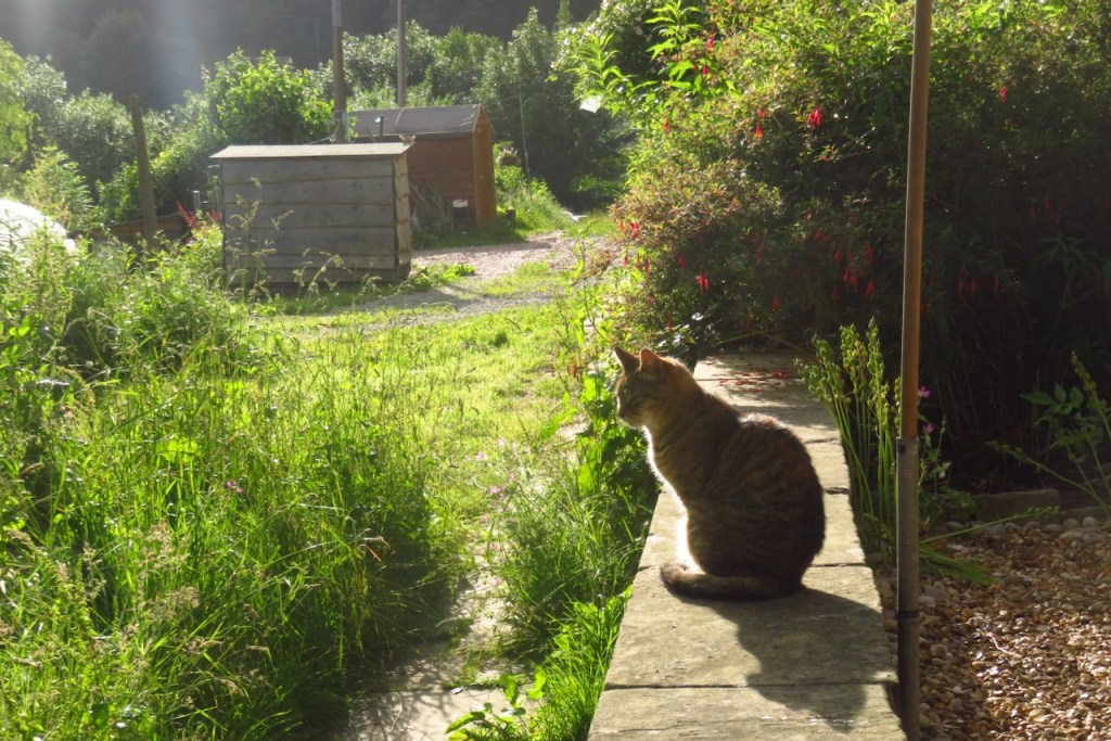 Chilled out cat, 27/6/16