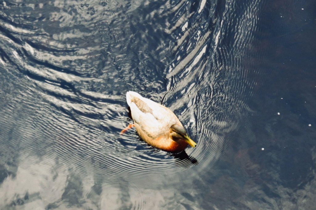 Duck ripples, 22/7/16