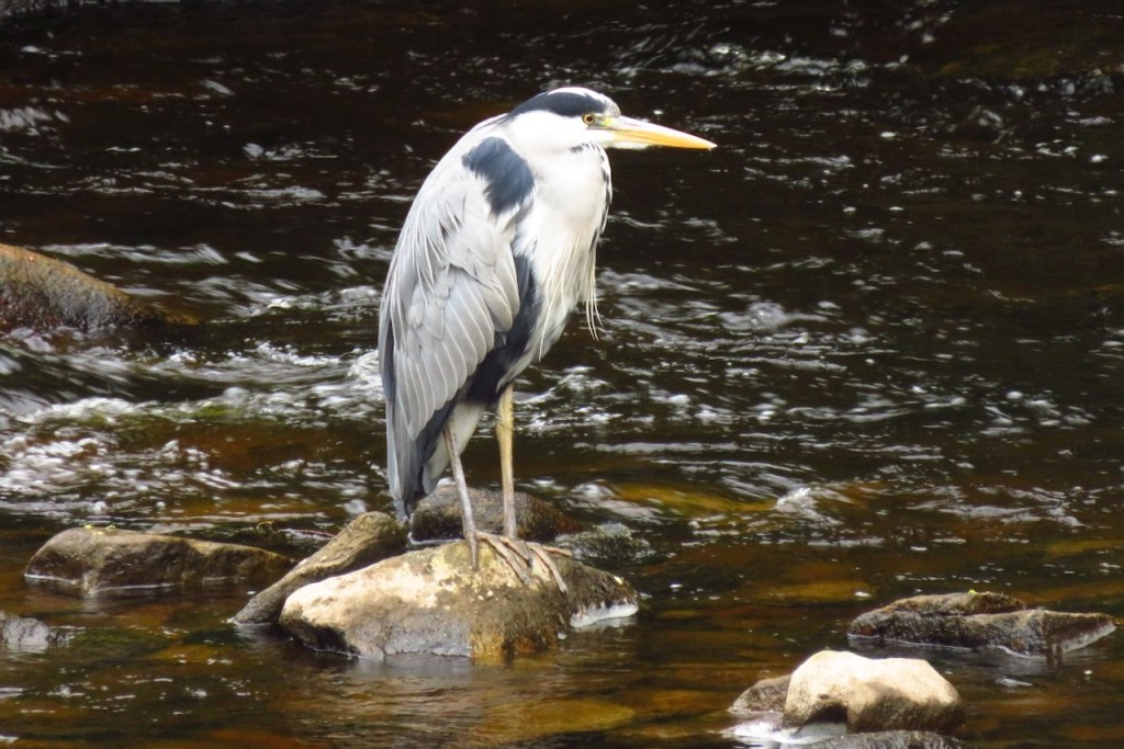 Humph the heron, 25/5/16