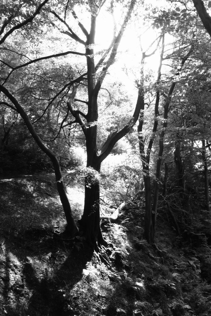 Nutclough Woods, 13/8/16