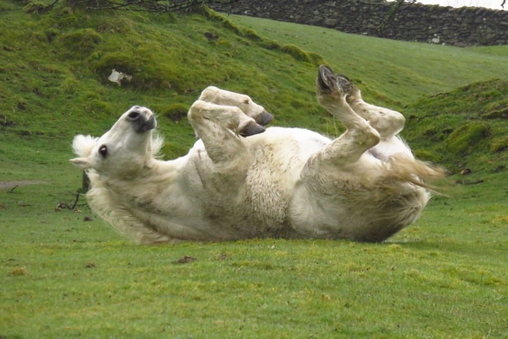 Playful horse, 12/4/16