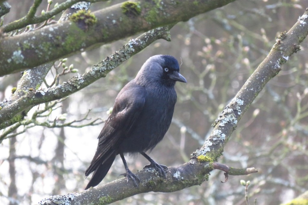 Rook and hair, 15/4/16