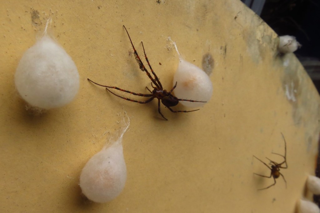 Spiders and egg sacs, 17/8/16