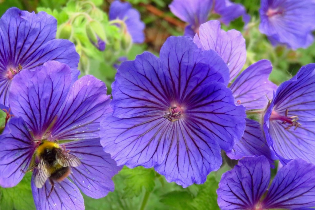 Wood cranesbill, 19/6/16