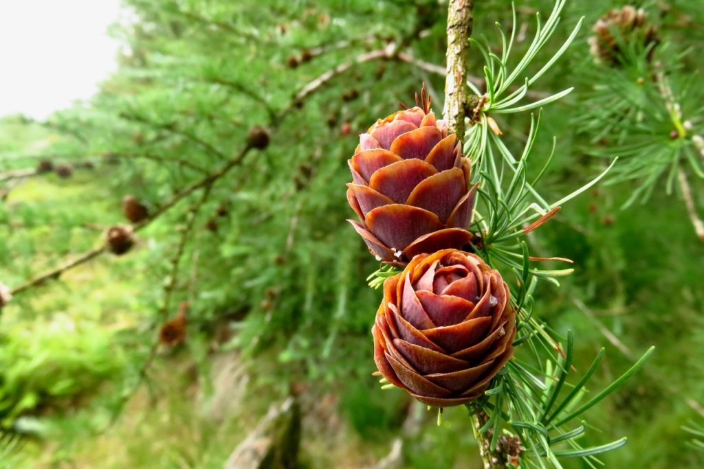 Young pine cones, 23/7/16