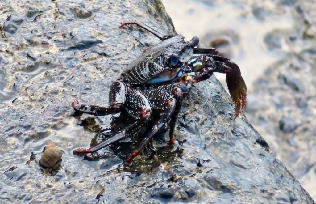 Jamestown crab, 23/1/23