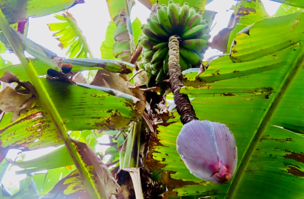 Wild bananas, 29/1/23