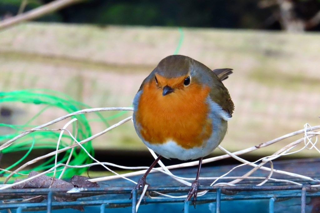 Robin overseer, 19/2/23