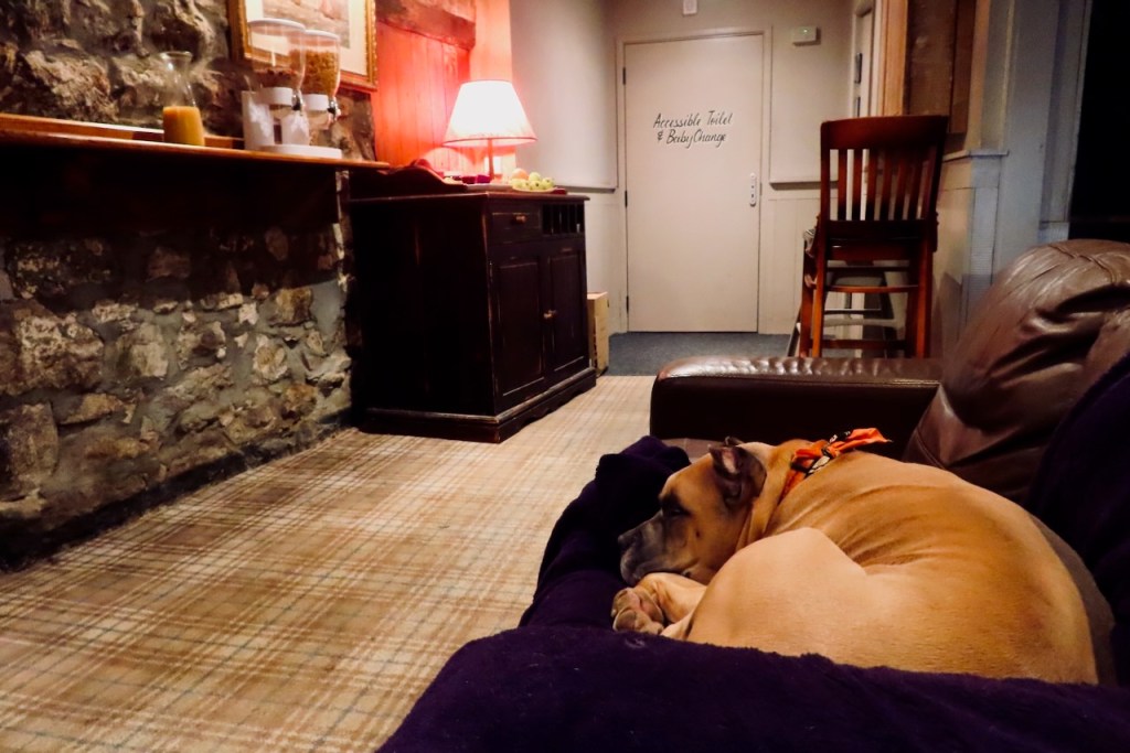 Star Inn dog, 12/3/23