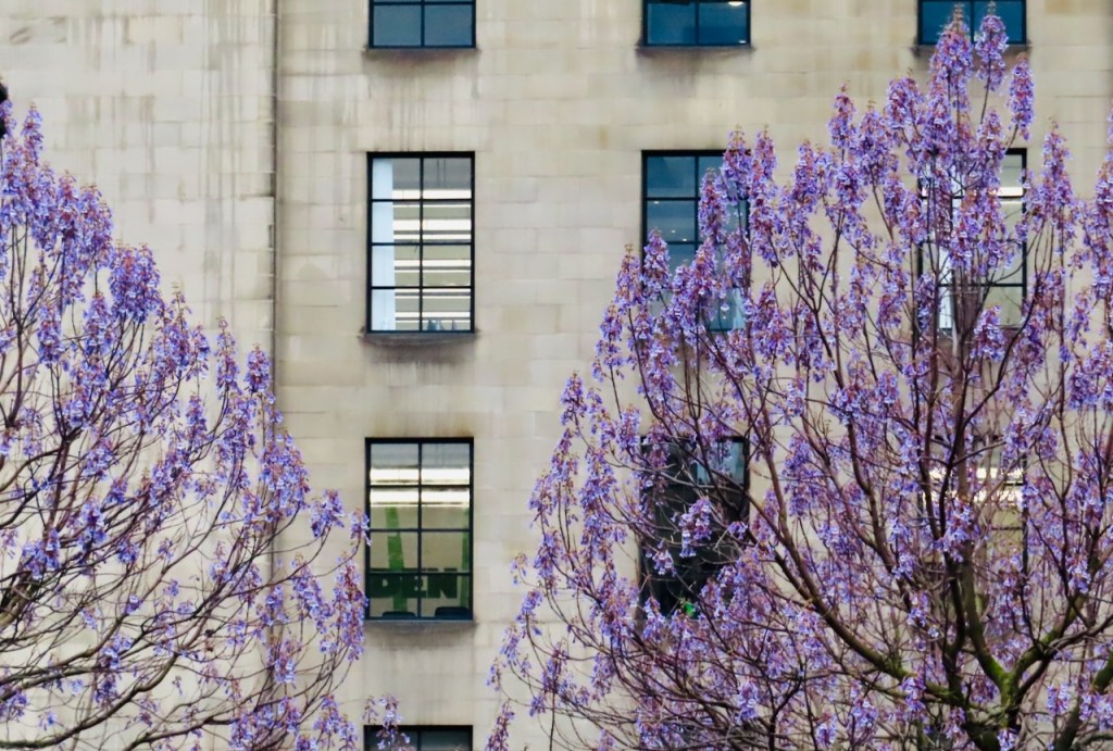 Lilac, Manchester, 13/4/23