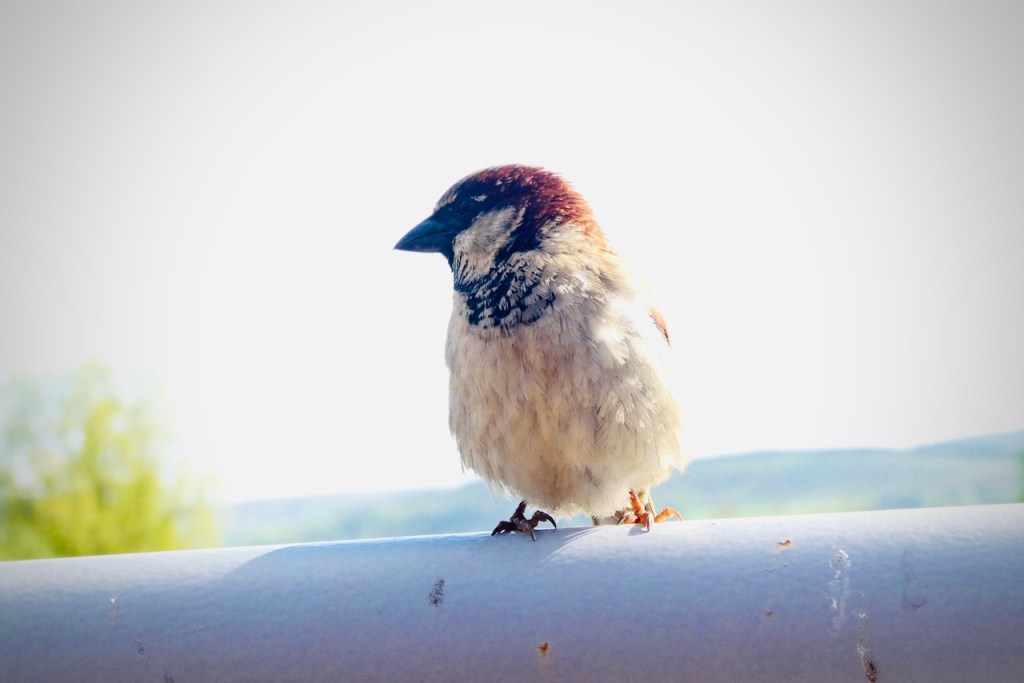 Sparrow, Annandale Water, 9/5/23