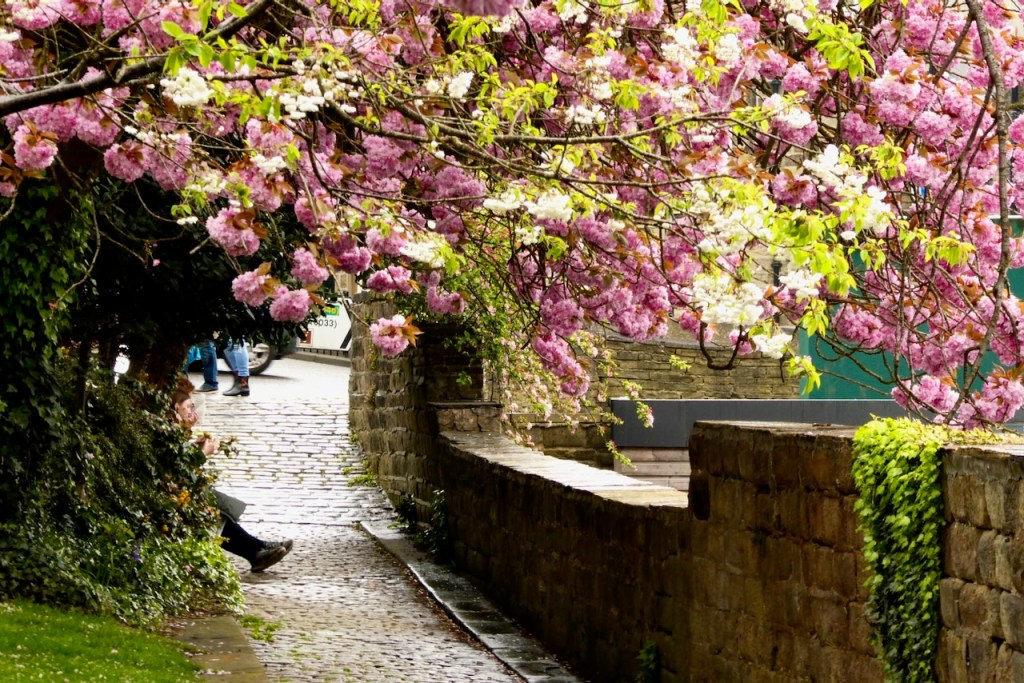 Blossom in town, 30/4/23