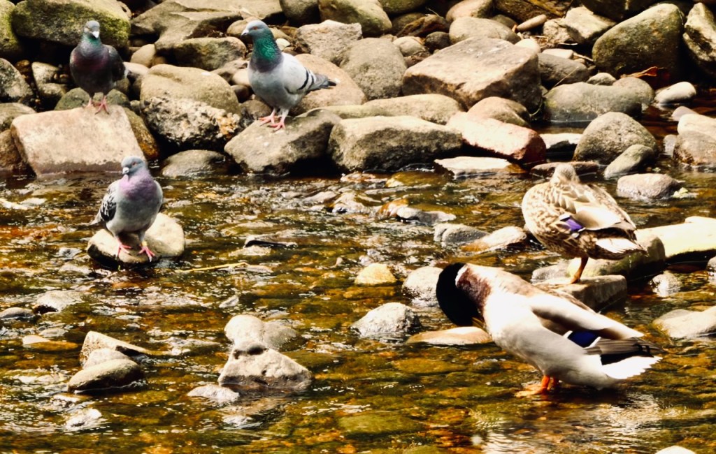 Duck-pigeon war developments, 17/5/23