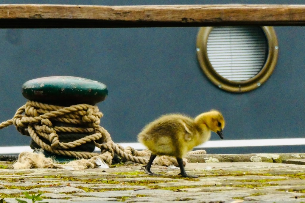 Gosling at marina, 12/5/23