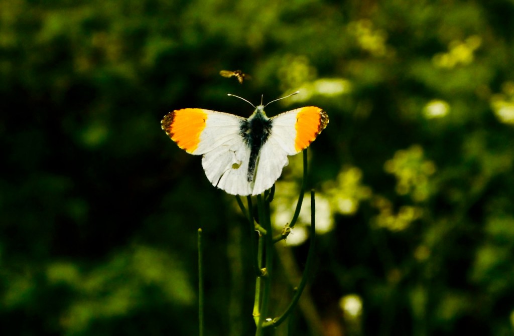 Orange tip and friend, 24/3/23