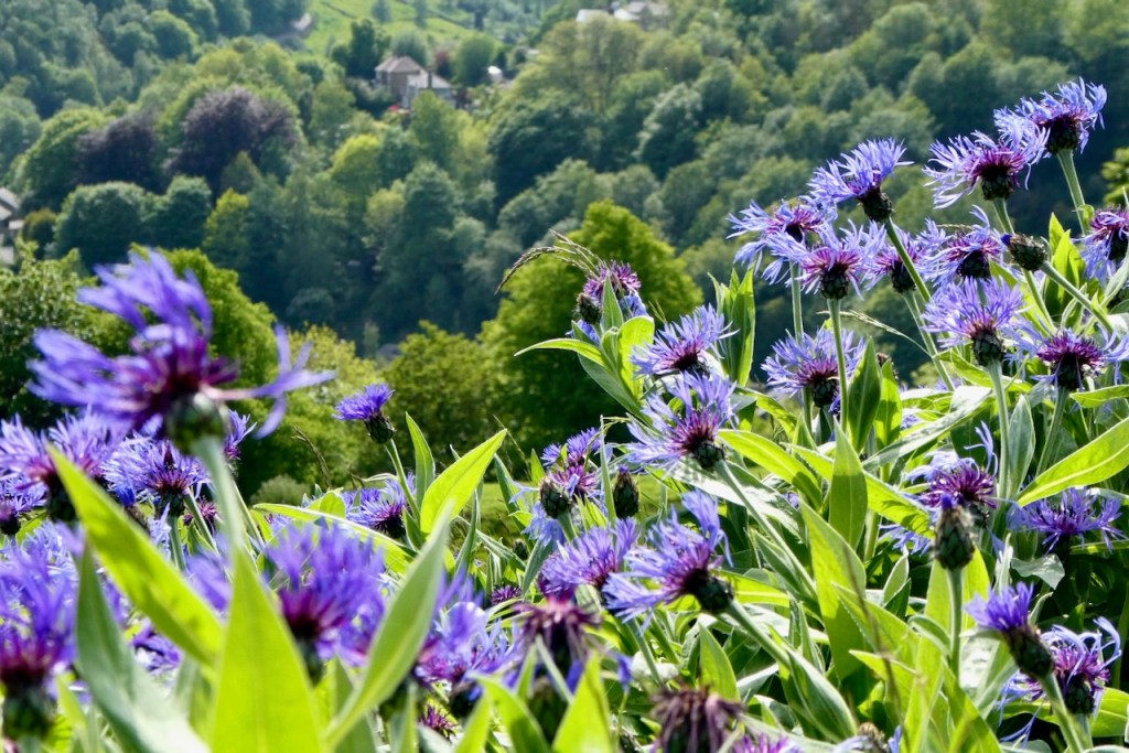 Violet and the valley, 23/5/23