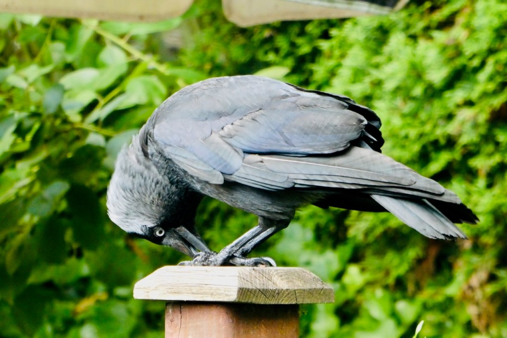 Jackdaw cracking nut, 22/6/23