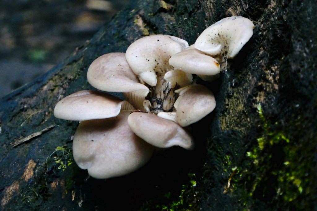 Nutclough fungi, 27/6/23