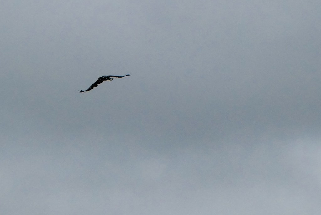 Golden eagle, 14/7/23