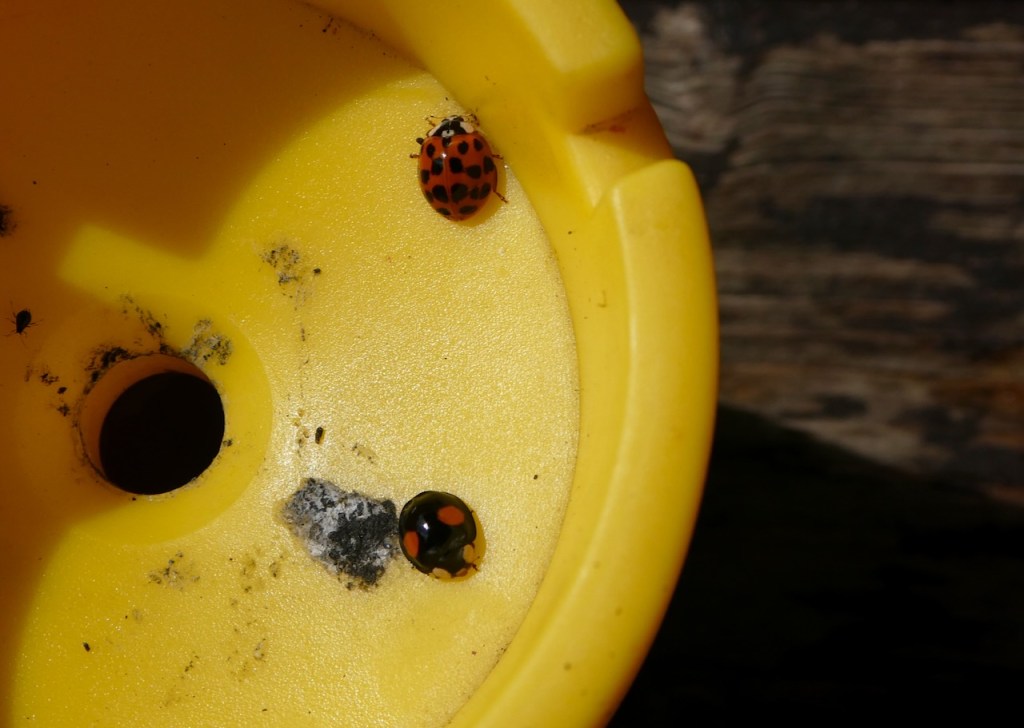 Ladybird ashtray, 5/7/23