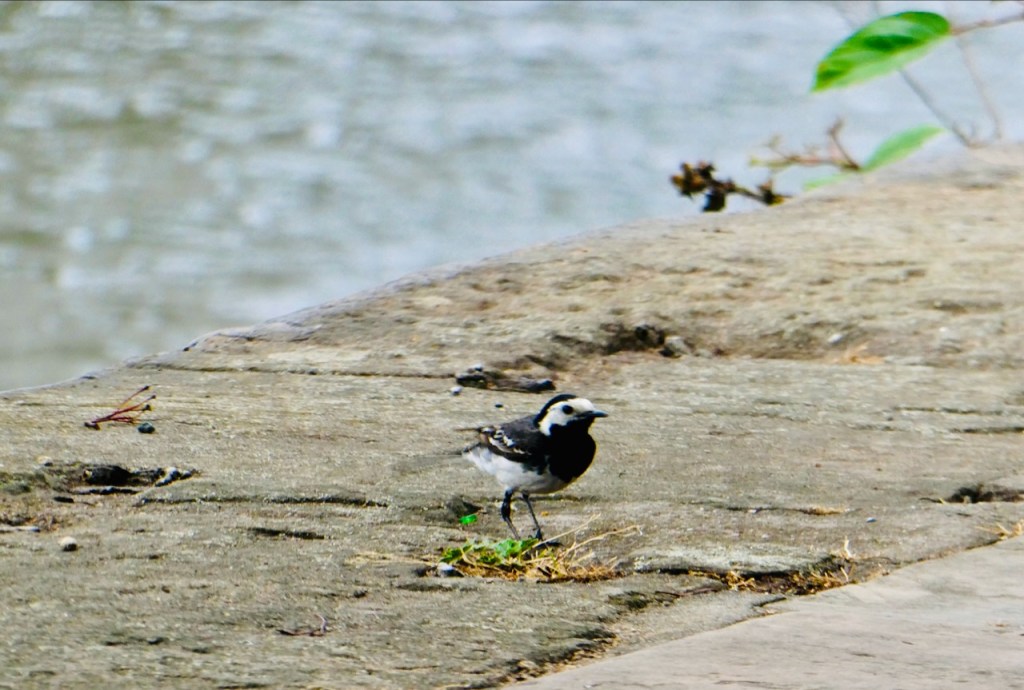 Wagtail, 1/7/23