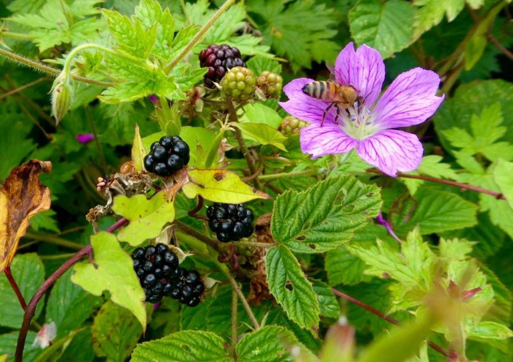 Blackberries and insect, 9/8/23