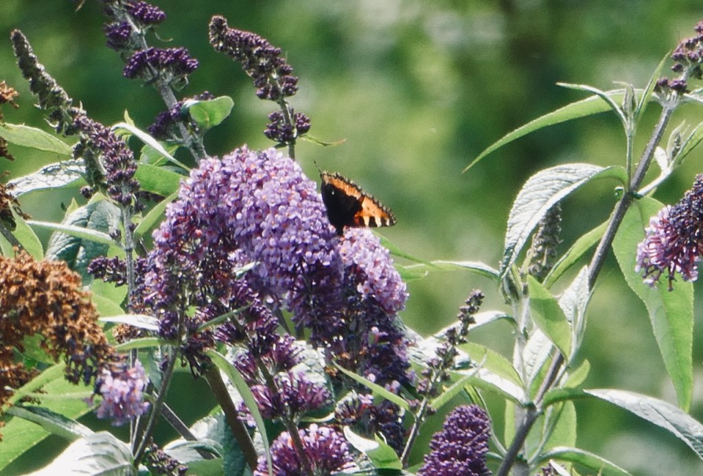 Butterfly and buddleia, 3/8/23