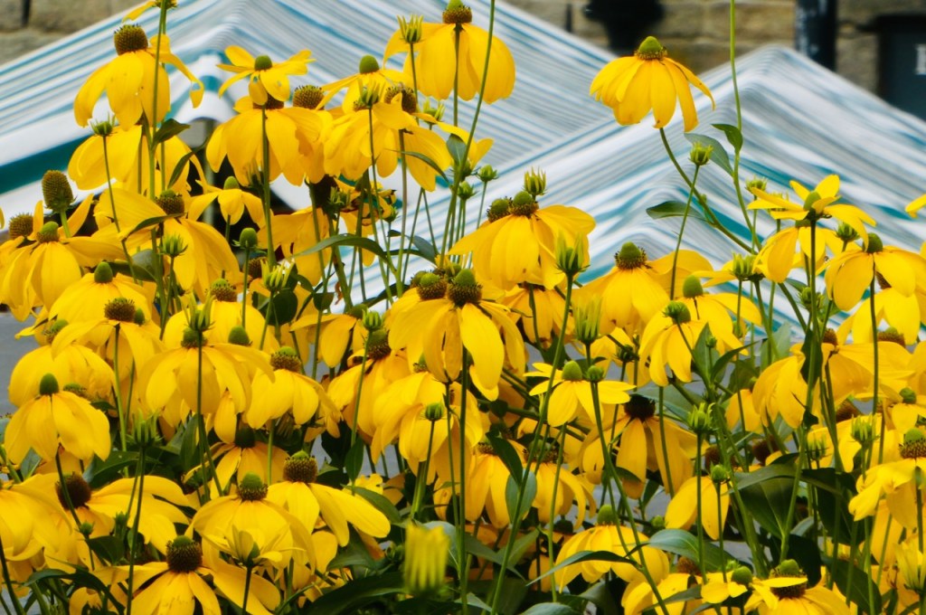 Flowers and market, 20/8/23