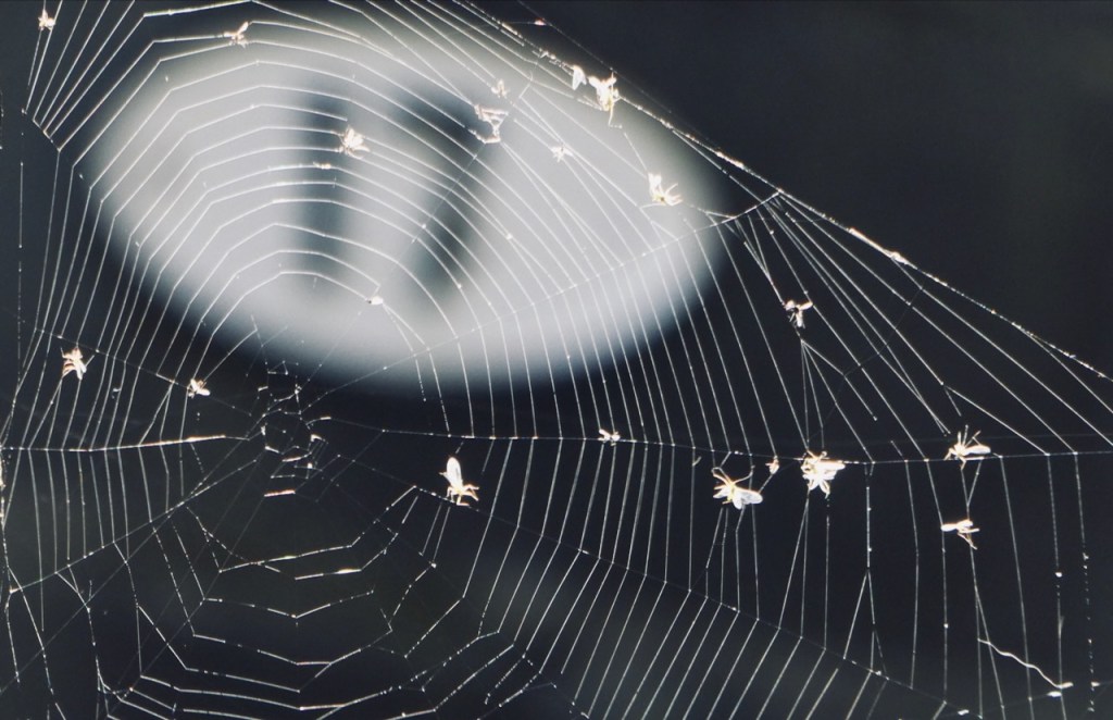 Spider larder, 21/8/23