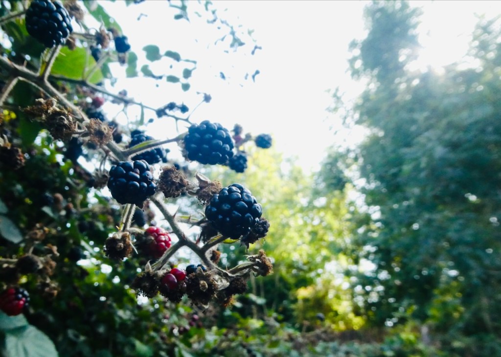 Blackberry bounty, 9/9/23
