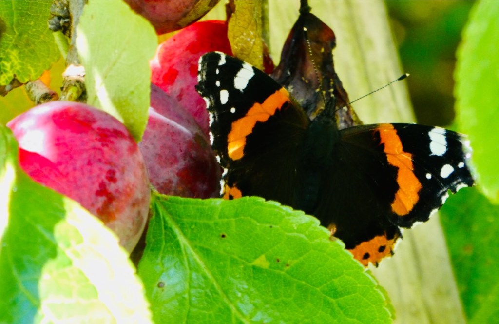 Butterfly and plums, 4/9/23