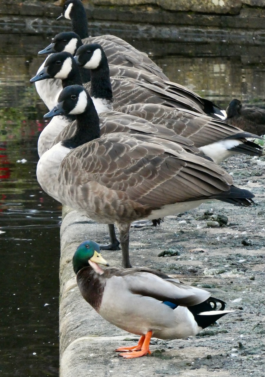 Duck poser, 20/9/23